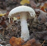 Amanita rhopalopus image