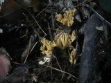 Ramaria flaccida image