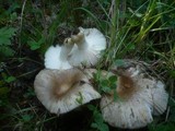 Russula insignis image