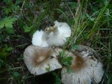 Russula insignis image