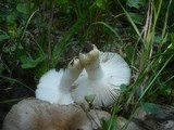 Russula insignis image