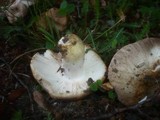 Russula insignis image