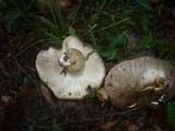 Russula insignis image