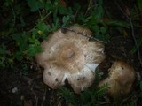 Russula insignis image