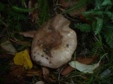Russula insignis image