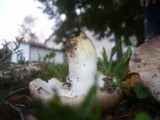 Russula insignis image