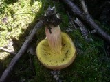 Boletus subtomentosus image