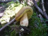 Boletus subtomentosus image