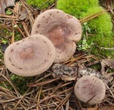 Lactarius mammosus image