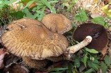 Lacrymaria echiniceps image