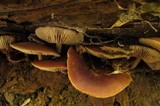 Agrocybe firma image