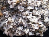 Catapyrenium cinereum image