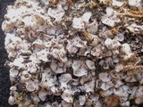 Catapyrenium cinereum image