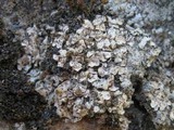 Catapyrenium cinereum image