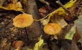 Rhizomarasmius pyrrhocephalus image