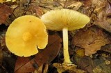 Marasmius strictipes image