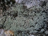 Leprocaulon microscopicum image