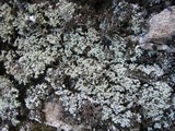 Leprocaulon microscopicum image