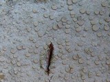 Lecanora albella image