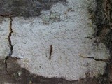 Lecanora albella image