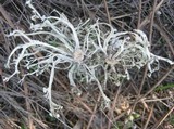 Ramalina calicaris image