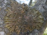 Melanelixia subaurifera image