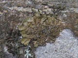 Melanelixia subaurifera image