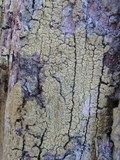 Pyrrhospora quernea image