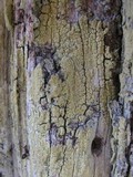 Pyrrhospora quernea image