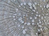 Pertusaria albescens var. albescens image