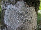 Pertusaria albescens var. albescens image