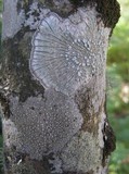 Pertusaria albescens var. albescens image