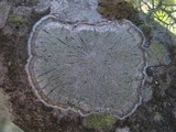 Pertusaria albescens var. albescens image
