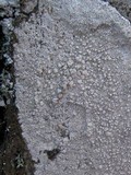 Image of Pertusaria aspergilla