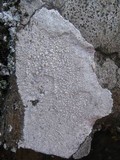 Pertusaria aspergilla image