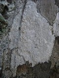 Pertusaria aspergilla image