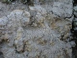 Pertusaria lactea image