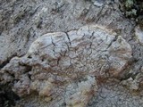 Pertusaria lactea image