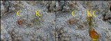 Pertusaria lactea image