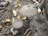 Chlorophyllum olivieri image