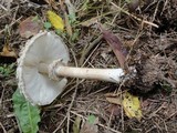 Chlorophyllum olivieri image