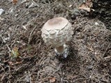 Chlorophyllum olivieri image