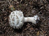 Chlorophyllum olivieri image