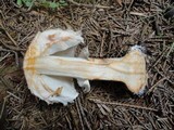 Chlorophyllum olivieri image