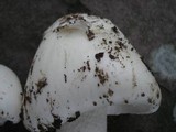 Amanita suballiacea image