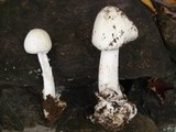 Amanita suballiacea image