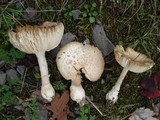 Amanita velatipes image