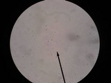 Amanita velatipes image
