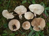 Clitopilus prunulus image