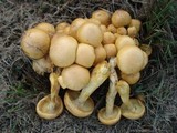 Gymnopilus validipes image